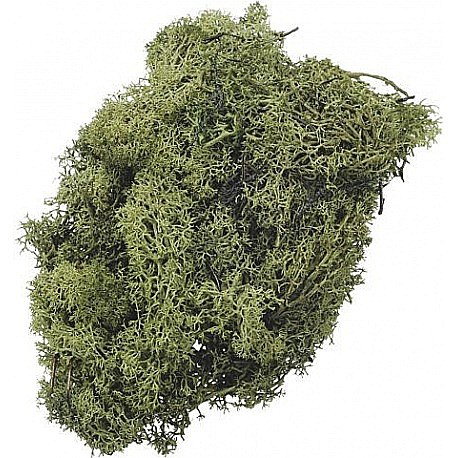 KP MUSCHI 50GR VERDE ISLANDA 6694446 [1]