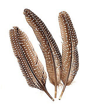 KP PENE DECOR FAZAN 15-20CM 8/SET NATUR 6617980 [1]