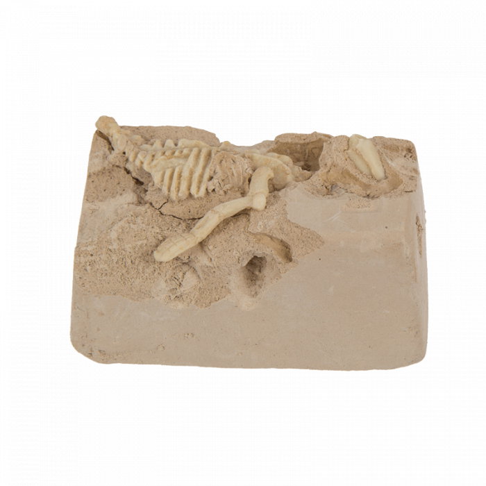 BLU KIT DE EXCAVARE SCHELET DINOZAUR 4.5*18CM 11/2003 [9]