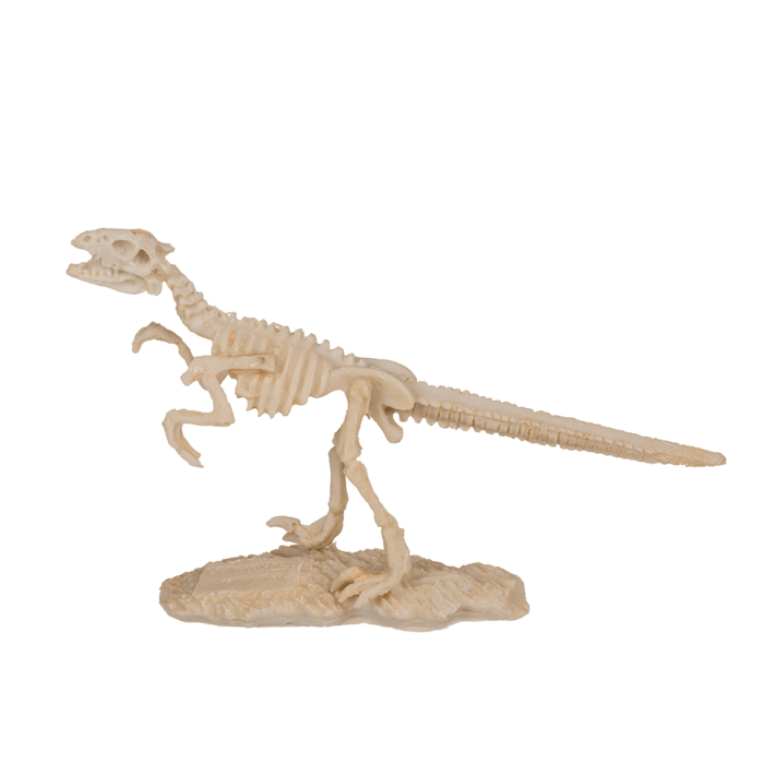 BLU KIT DE EXCAVARE SCHELET DINOZAUR 4.5*18CM 11/2003 [6]