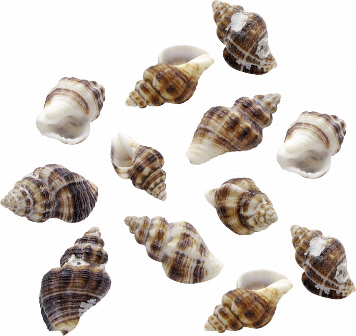 KP SCOICI DECORATIVE 25G 216953134 [1]