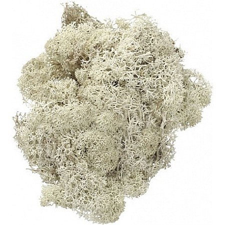 Muschi si iarba - KP MUSCHI 50GR ALB 6694977