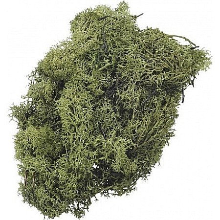Muschi decor - KP MUSCHI 50GR VERDE ISLANDA 6694446