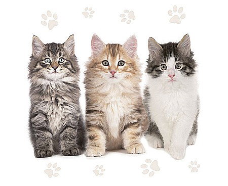 Farfurii/ Pahare/ Servetele/ Paie/ Tacamuri/ Fete masa - GOD SERVETELE 33*33CM 20/SET THE BEAUTIFUL CATS SL_OG_047201