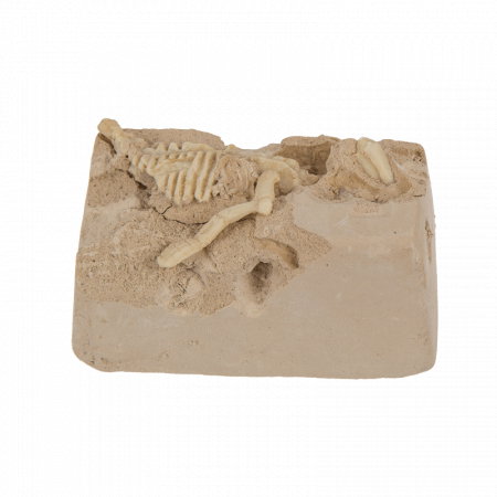 BLU KIT DE EXCAVARE SCHELET DINOZAUR 4.5*18CM 11/2003 [8]