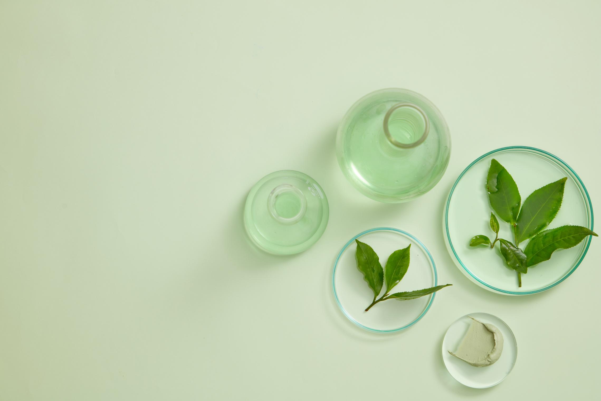 Extractul de ceai verde - beneficii si utilizari in ingrijirea pielii pentru un aspect revitalizat