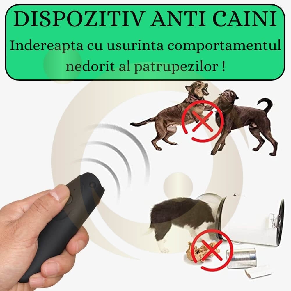 Problema câinilor vagabonzi. Cum poți face o plimbare fără stres?