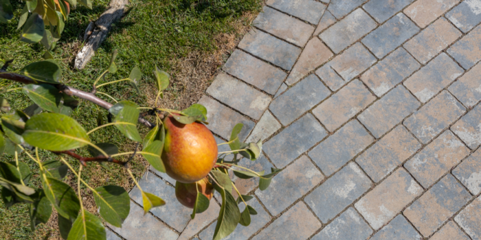 Pavaj Appia Antica [3]