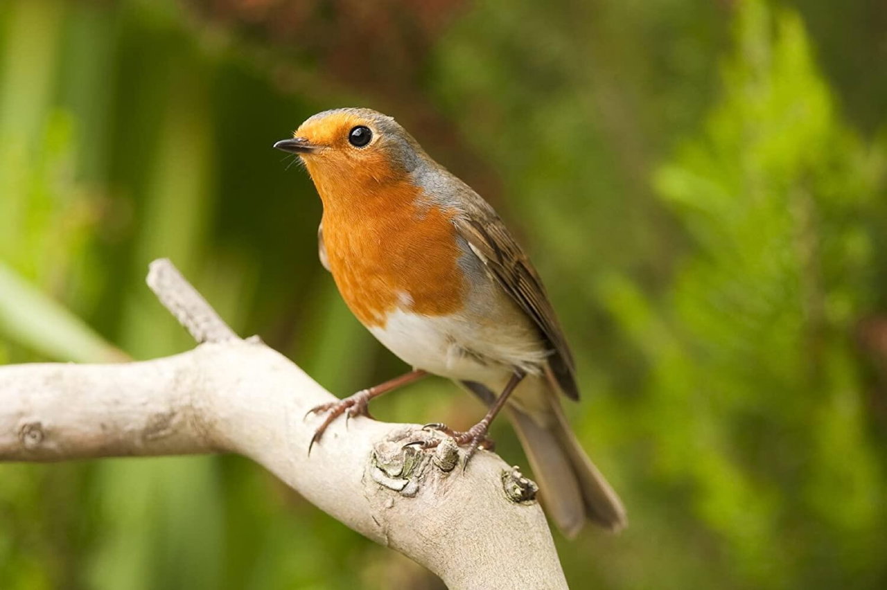 Binoclul exploratorului cu busola [3]