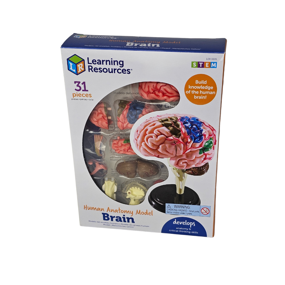 Macheta creierul uman [2]