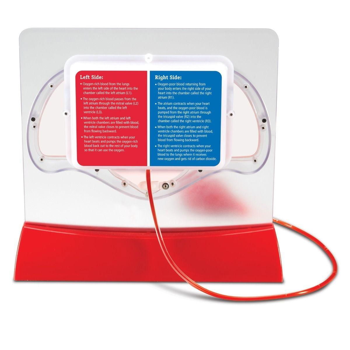 Macheta inima - Pomparea sangelui [3]