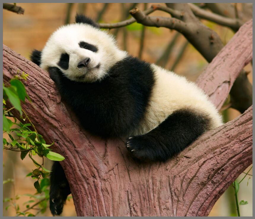 Proiector tip lanterna - Animalute dragalase [10]