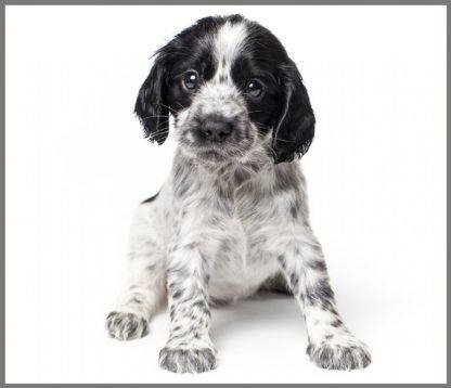 Proiector tip lanterna - Animalute dragalase [4]