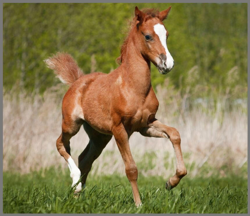 Proiector tip lanterna - Animalute dragalase [7]