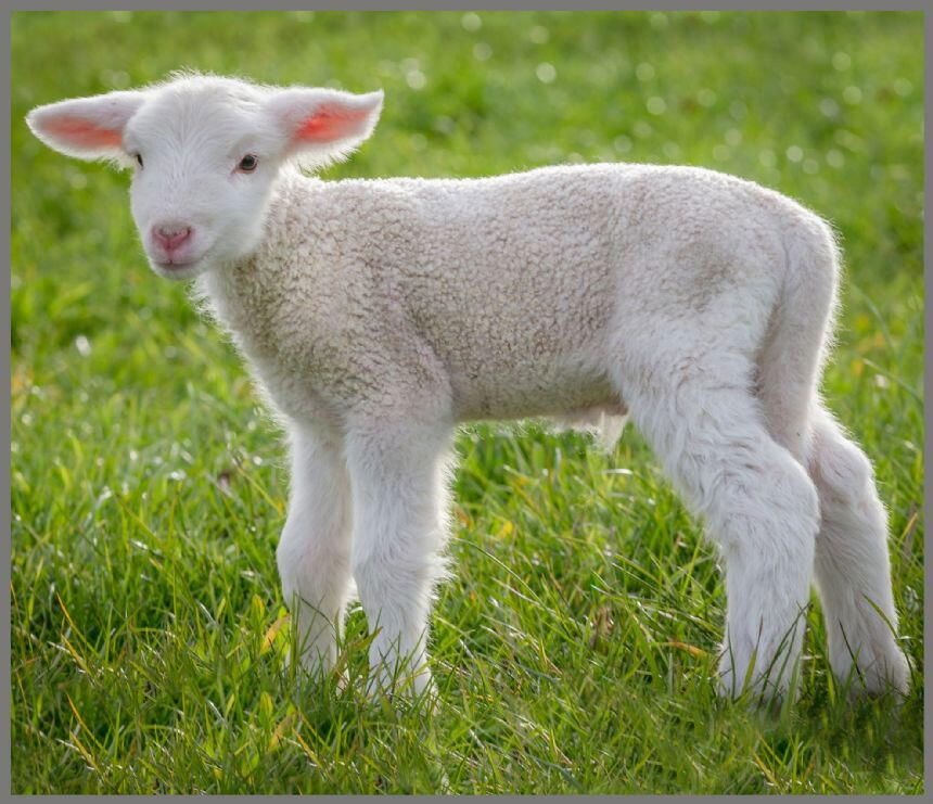 Proiector tip lanterna - Animalute dragalase [9]