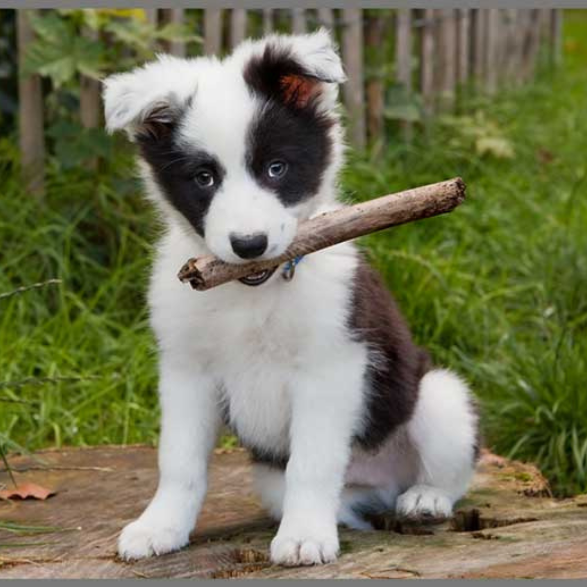 Proiector tip lanterna - Catelusi draguti [10]