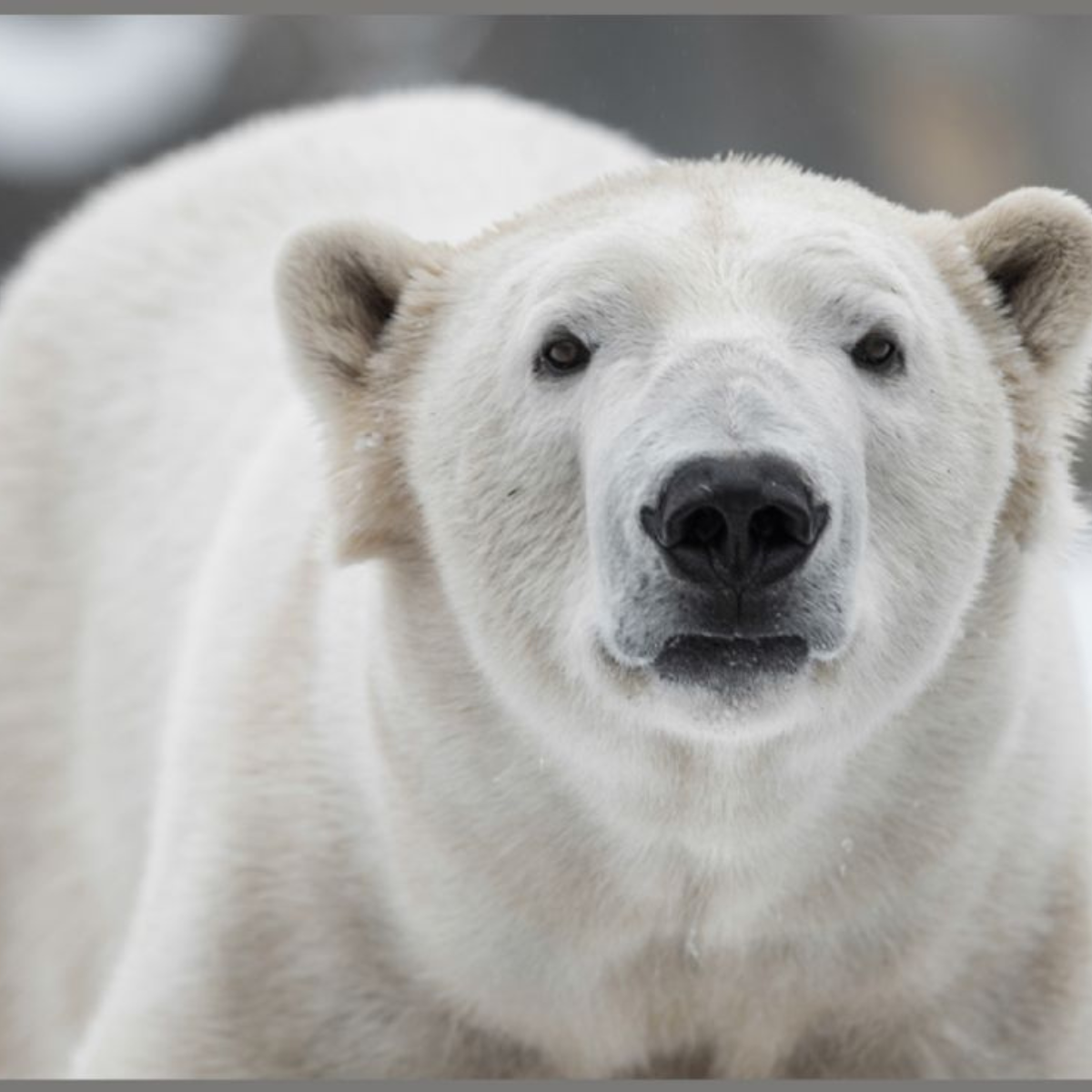 Proiector tip lanterna - Cele mai periculoase animale [8]