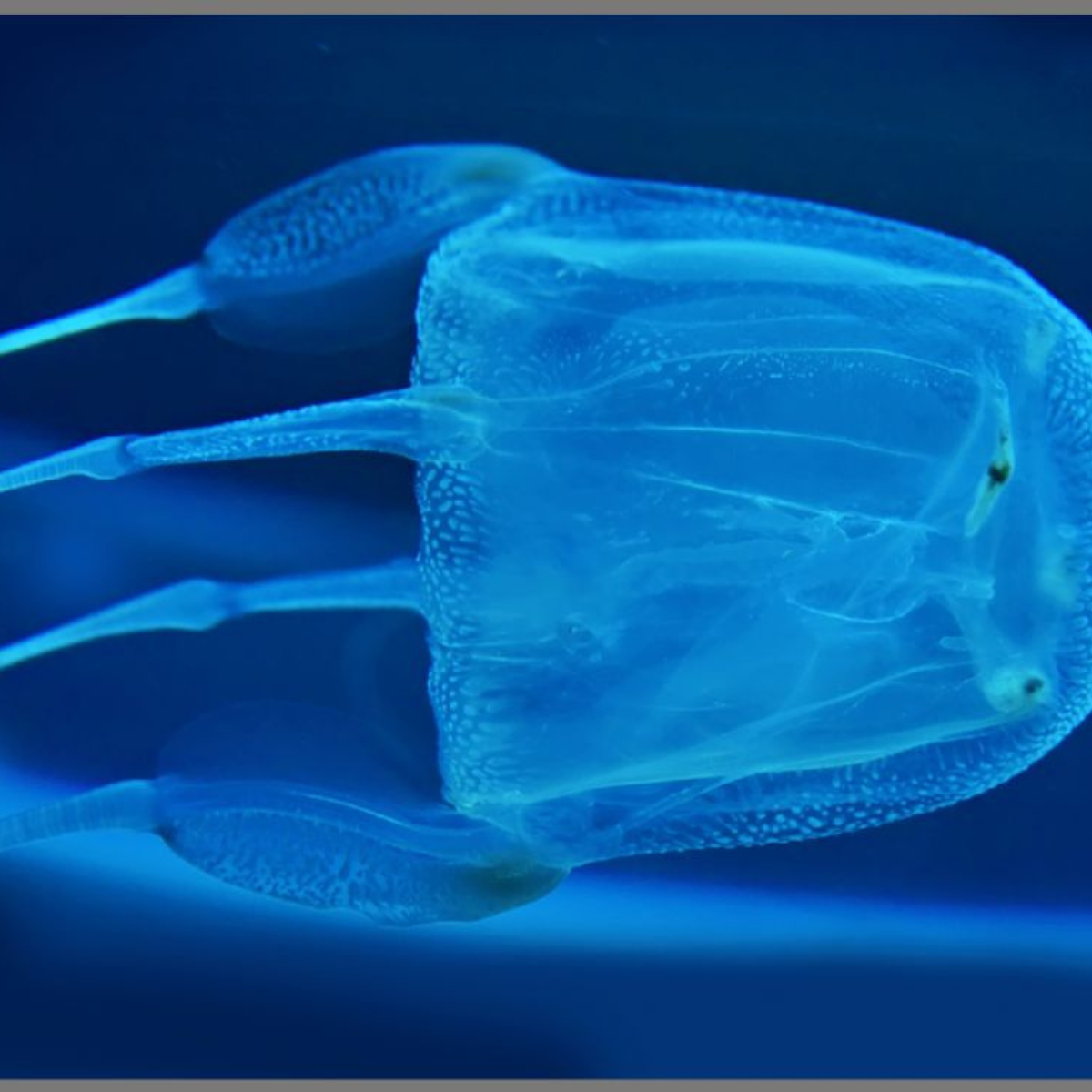 Proiector tip lanterna - Cele mai periculoase animale [9]