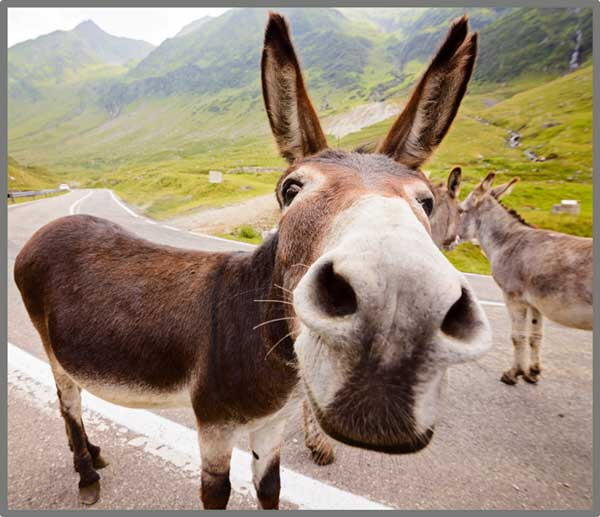 Proiector tip lanterna - Distractie cu animalute [7]