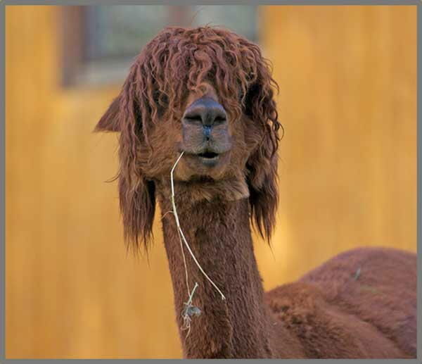 Proiector tip lanterna - Distractie cu animalute [6]