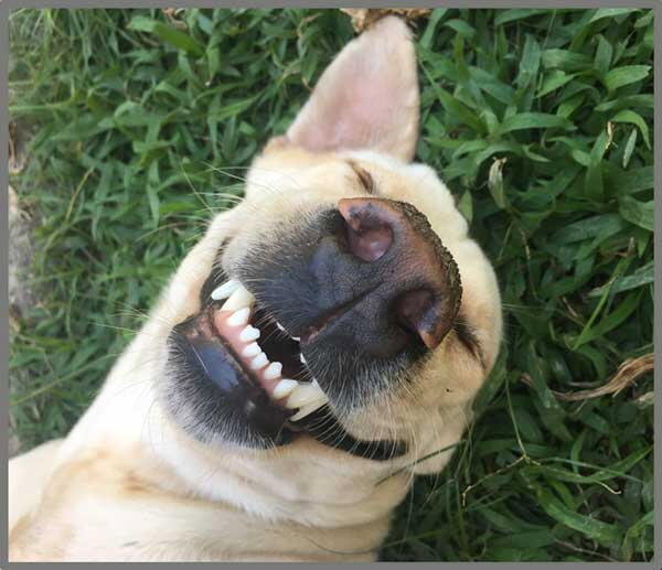 Proiector tip lanterna - Distractie cu animalute [4]