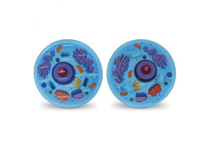 Sectiunea celulei animale [3]