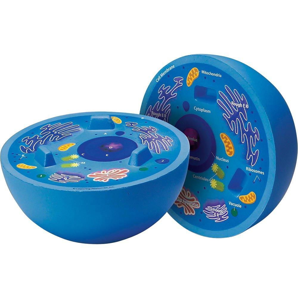 Sectiunea celulei animale [2]