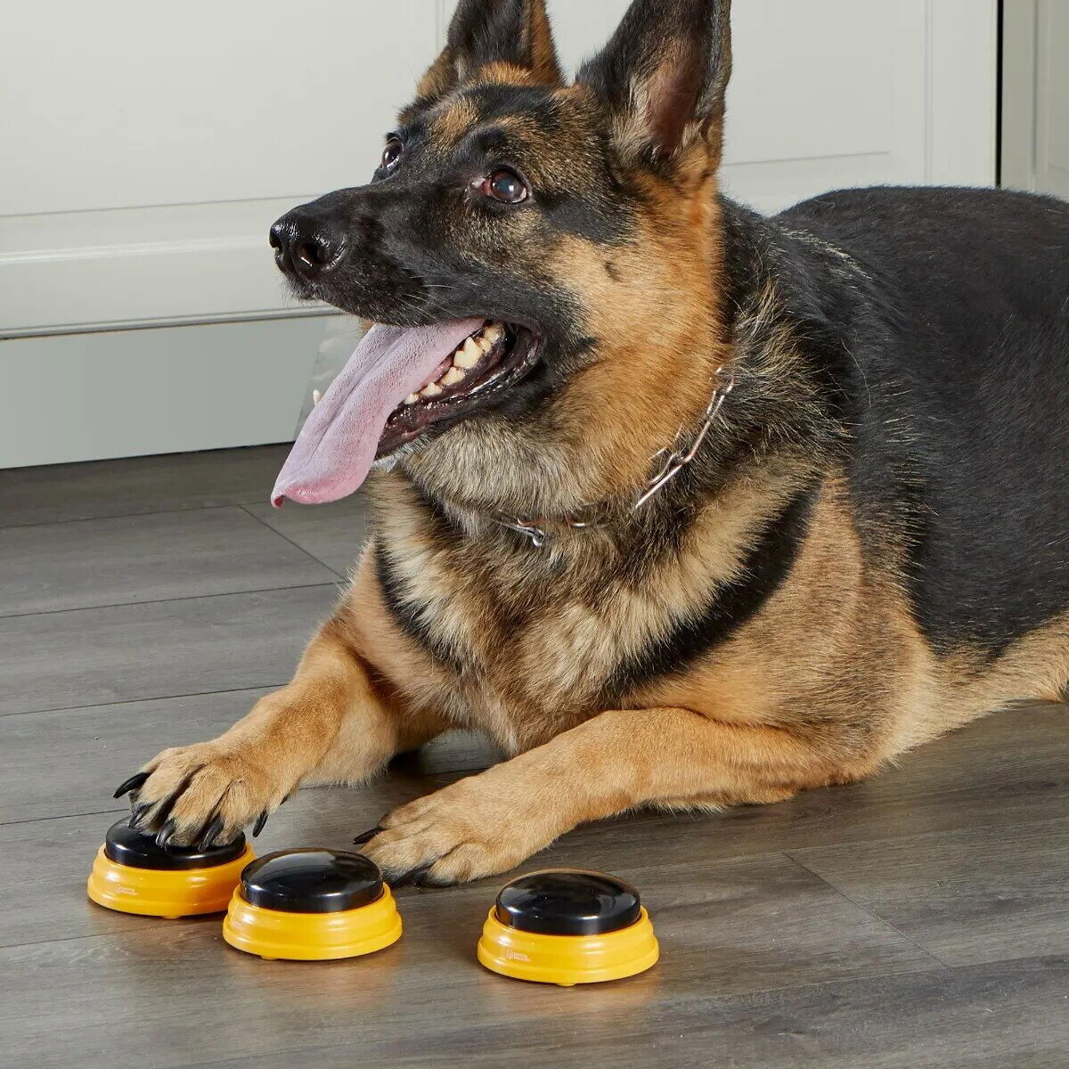 Set dresaj caini - Sonerii dresaj catel cuvinte esentiale [5]