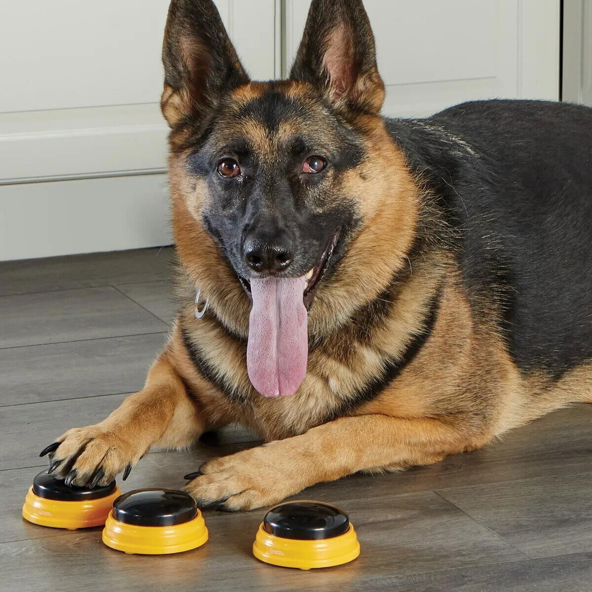 Set dresaj caini - Sonerii dresaj catel cuvinte esentiale [6]