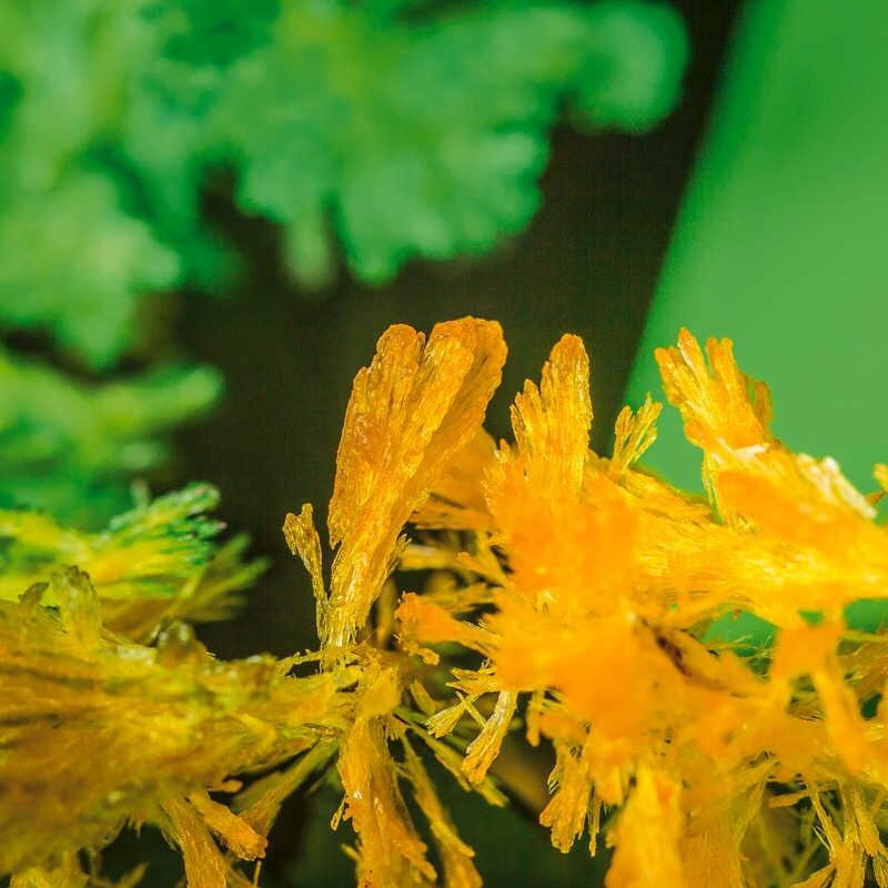 Set experimente - Gradina magica [4]