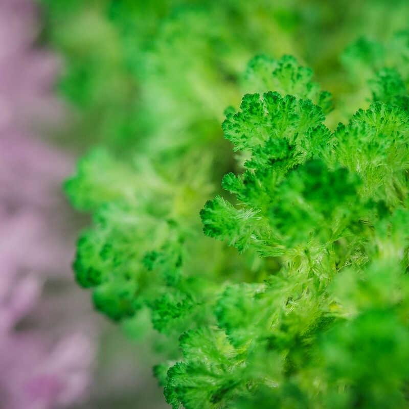 Set experimente - Gradina magica [5]