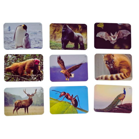 Best deals - Joc lingvistic Learning Cube® - Arca lui Noe