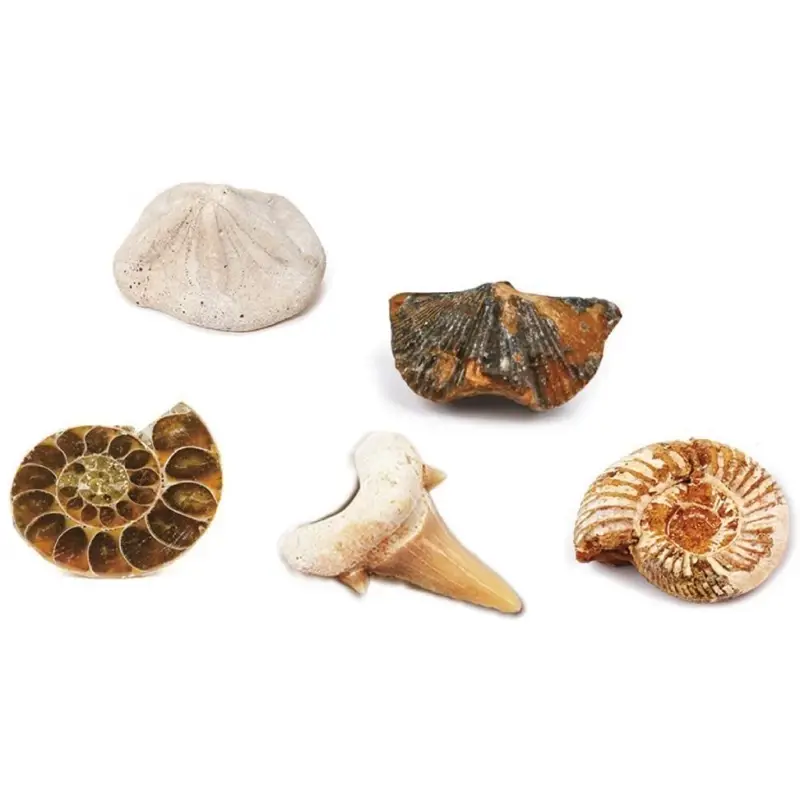 50 - 100 LEI - Kit paleontologie - Descopera fosile