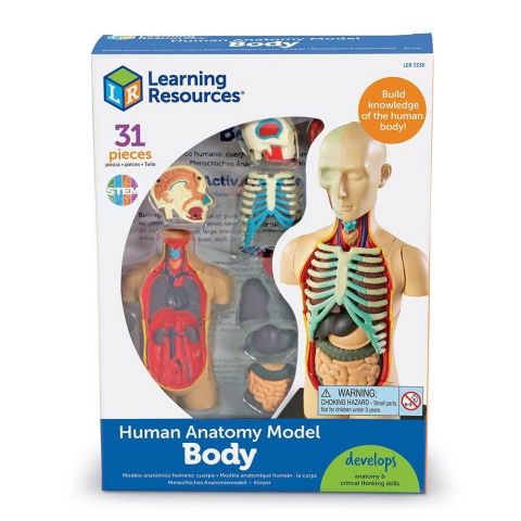 Experimente - Macheta corpul uman