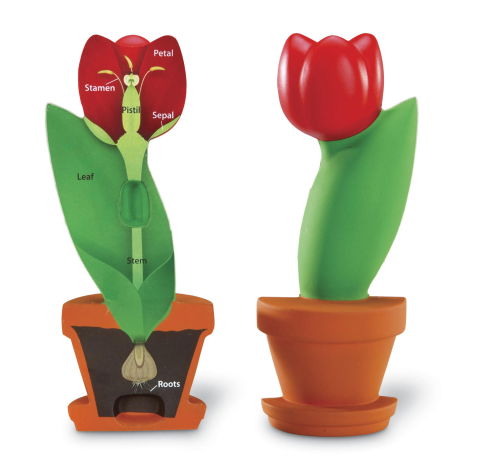 Experimente - Model de sectiune a florii